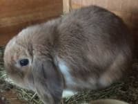 Sample 4 – Rabbit