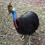 Sample 1 – Cassowary