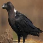 Sample 2 – White necked raven