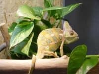 Sample of African chameleon
