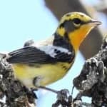 Sample 3 – Blackburniam warbler