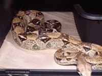 Sample 2 – Boa constrictor