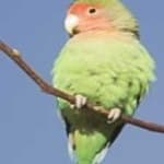 Sample of Rosy faced lovebird