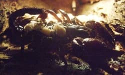 Sample 6 – Scorpion