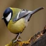 Sample 1 – Parus major
