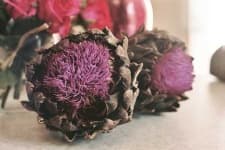 Sample 5 – Artichoke