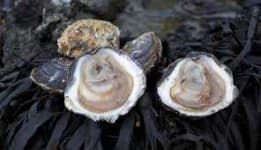 Sample 2 – Oyster