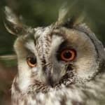 Sample 5 – Long eared owl