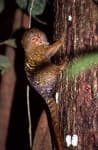 Sample 3 – Marmoset
