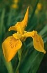 Sample 6 – Yellow iris