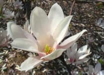 Sample 5 – Magnolia