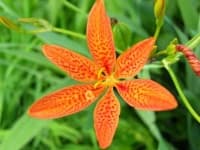 Sample 1 – Blackberry lily