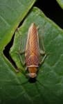 Sample 4 – Cockroach