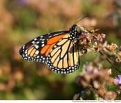 Sample 1 – Monarch