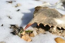 Sample 1 – Rock crab