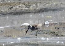 Sample 1 – Dowitcher