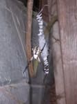 Sample 6 – Barn spider