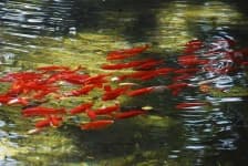 Sample 6 – Goldfish