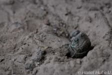 Sample 4 – Lizard