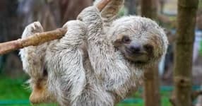 Sample 6 – Sloth