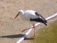 Sample 4 – White stork