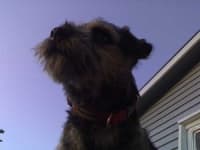 Sample 1 – Border terrier