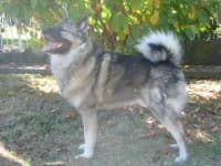 Sample 3 – Norwegian elkhound