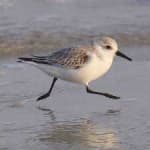 Sample 2 – Sandpiper