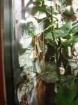 Sample 6 – Walking stick