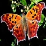 Sample 2 – Mark butterfly