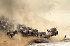Sample 1 – Animal migration