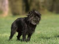 Sample 3 – Affenpinscher