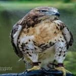 Sample 1 – Red tailed hawk
