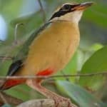Sample 5 – Indian pitta