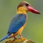 Sample 3 – Stork billed kingfisher