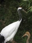 Sample 5 – Crane