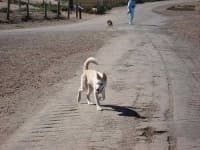 Sample 6 – Siberian husky
