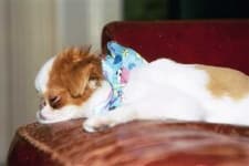 Sample 2 – Japanese chin