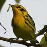 Sample 1 – Blackburniam warbler
