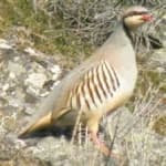Sample 1 – Chukar partridge