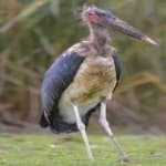 Sample 6 – Marabou stork