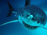 Sample 5 – Shark