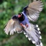 Sample of Taiwan magpie