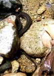 Sample 3 – Ringneck snake