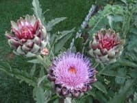 Sample 14 – Artichoke flower