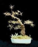 Sample 5 – Bonsai