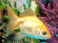 Sample 1 – Goldfish