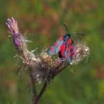 Sample 4 – Sixspot