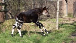 Sample 3 – Okapi