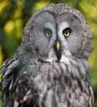 Sample 4 – Owl